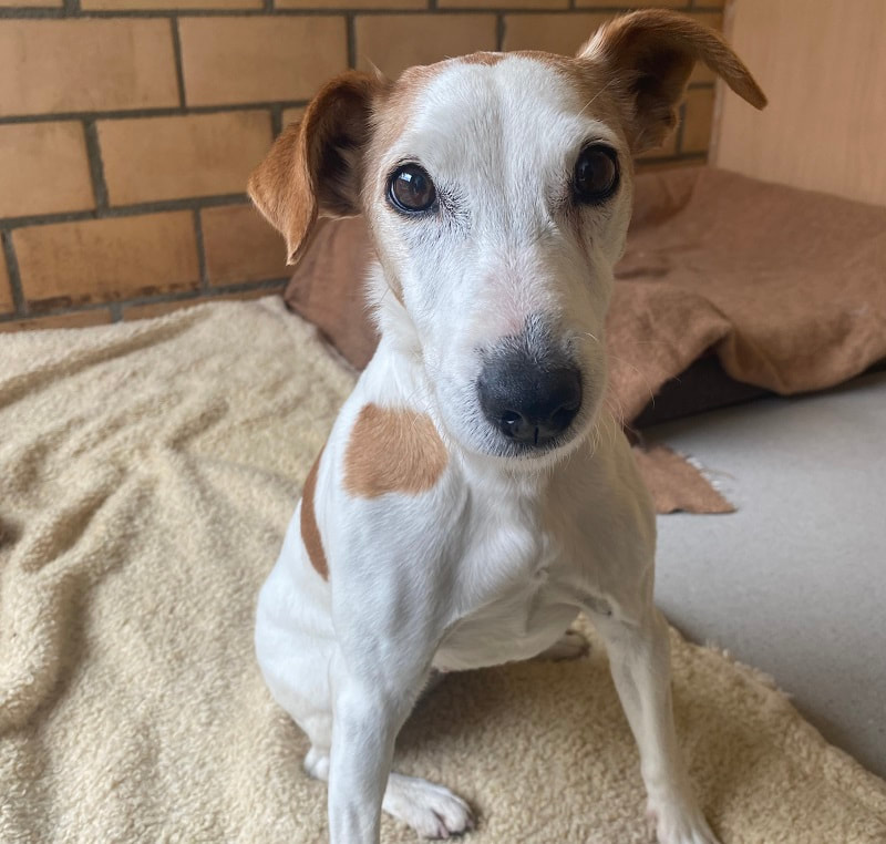 Hunde Strubeli Tierheim Strubeli