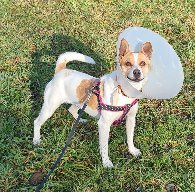 Tierheim Strubeli Hunde Howie Maxwell