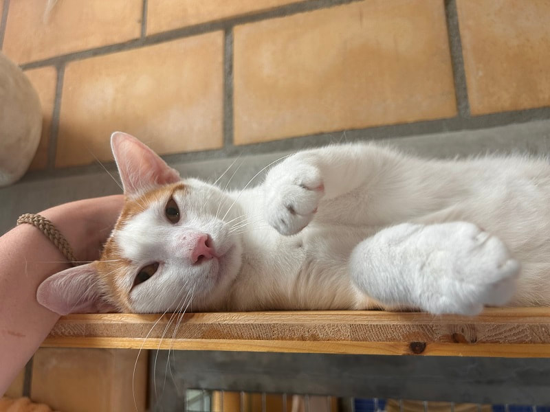 Charlie - unser Oberschmuser