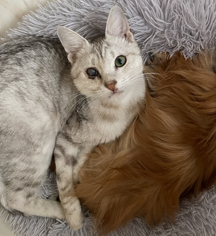 Peanut - leidet unter FIP