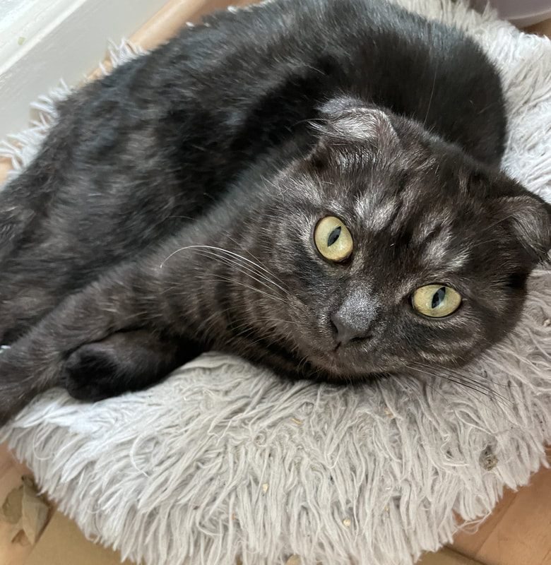 Rockette - Opfer einer Qualzucht