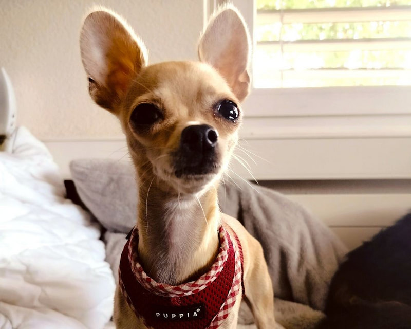 Tori - lässt sich nicht behindern