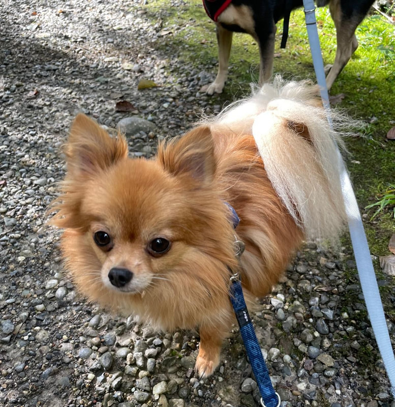 Yoki - unser tapferer Kämpfer