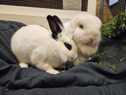 Coro, männlich kastriert, Alter ca. 3-4 jährig und Billie, männlich kastriert, Alter: 4 jährig, Billie hat rassentypische Ohrenprobleme, weitere Auskunft gerne telefonisch - suchen zusammen ein Zuhause in einem grossen Innengehege (beide kennen die Wohnungshaltung) beide sind sehr zahm