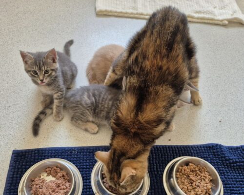 Suchbild: wieviele Kitten sind an der Milchbar?
