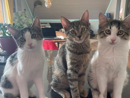 Aeolia & Anais & Aslan - suchen gemeinsames neues Zuhause