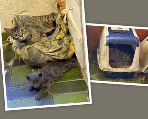 Schockierender Tierschutzfall, warum handelte das Veterinäramt nicht?