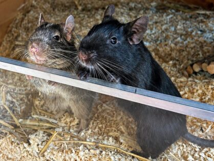 Degus Blacky und Chef, männlich, Alter: ca.09.2024 - suchen zusammen ein Zuhause in einem grossen, gut strukturierten Gehege