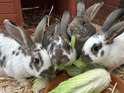 Blume, weiblich, 2023+Urs, männlich kast., 2025+Zorro, männlich kast., 2025+Walta, weiblich, 2025 suchen zu zweit oder zusammen ein Zuhause in einem grossen Aussengehege