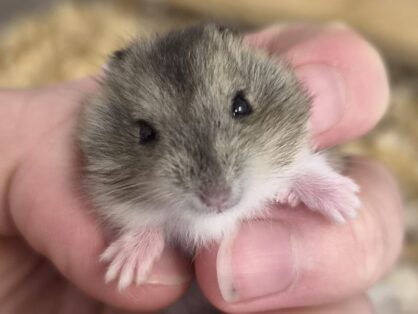 Caspian, dsungarischer Zwerghamster, geboren ca. 3.9.2026, männlich - Caspian sucht ein neues Zuhause in einem grossen und gut strukurierten Gehege. Er und seine Geschwister bleiben noch bis sie 8 Wochen alt sind, bei uns und sind dann ab dem 29.10.2026 auszugsbereit.