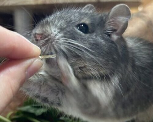 Unsere Degus wünschen sich sehnlichst ein neues Zuhause