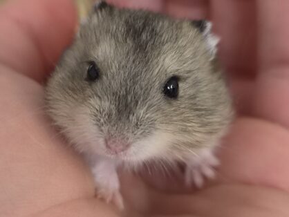 Edmund, dsungarischer Zwerghamster, ca. 3.9.2026, männlich - Edmund sucht ein neues Zuhause in einem grossen und gut strukurierten Gehege. Er und seine Geschwister bleiben noch bis sie 8 Wochen alt sind, bei uns und sind dann ab dem 29.10.2026 auszugsbereit.