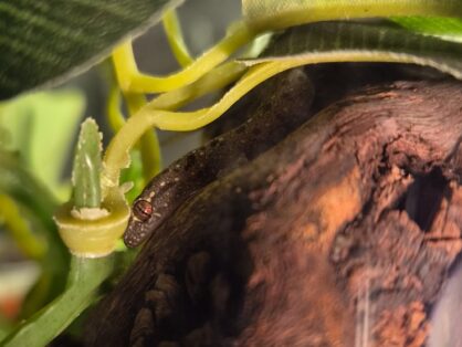Asiatischer Hausgecko «Rosie», Geschlecht unbekannt, Alter: ca. Anfang 2026 – such ein Zuhause in einem Artgerechten gut strukturierten Terrarium Rosie befindet sich noch im Wachstum und braucht im Moment noch ein kleines Terrarium (30x30x45cm Länge x Breite x Höhe) Sobald Rosie ausgewachsen ist, benötigt sie dann ein grösseres Terrarium (Das Terrarium muss hoch und nicht breit sein). 