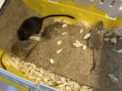 Gerbil's Darcy (weiblich, geboren 2024, schwarz), Ocean (weiblich, geboren Ende Mai 2026, braun), River (Männlich kastriert, geboren Ende Mai 2026, braun) und Lake (Männlich kastriert, geboren Ende Mai 2026, braun - weiss) - suchen gemeinsam ein neues Zuhause in einem grossen und gut strukurieren Gehege, in welchem Sie genügend Platz haben um sich auszutoben.