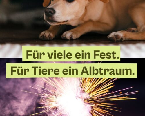 Rücksicht auf Tiere – auch beim Feiern