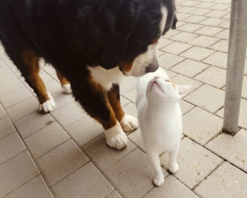 Nase an Nase