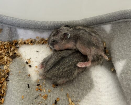 Neues von der Hamster-Front