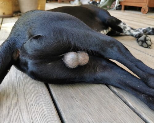 Die Kastration – ein umstrittenes Thema in der Hundehaltung
