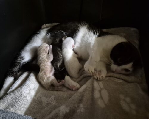 Update Malou und Ihre Kitten