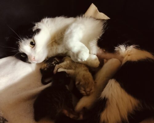 Update Malou und ihre Kitten