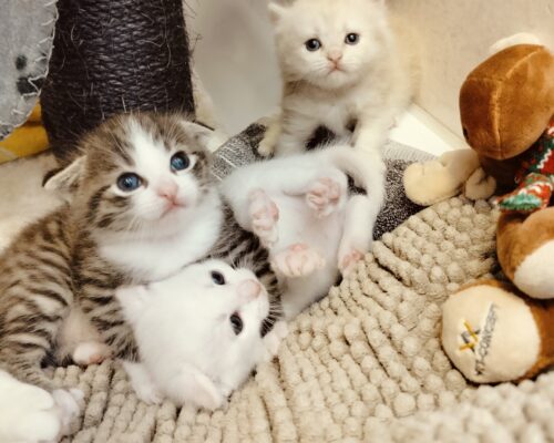 Update Malou und Ihre Kitten