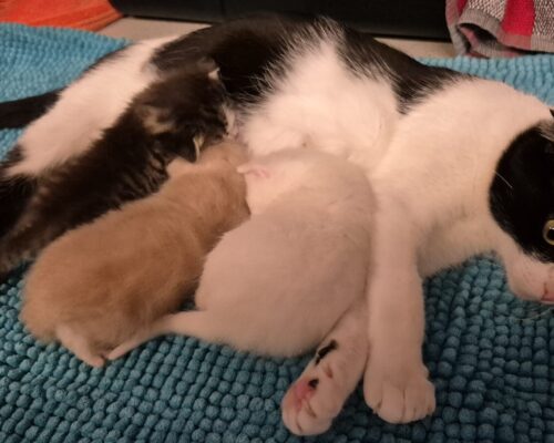 Update Malou und Ihre Kitten