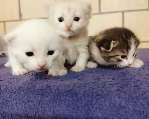 Update Malou und ihre Kitten