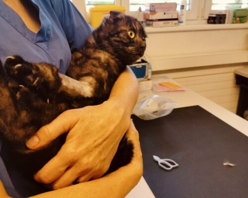 Öhrli update – heute durften die Klammern der OP raus