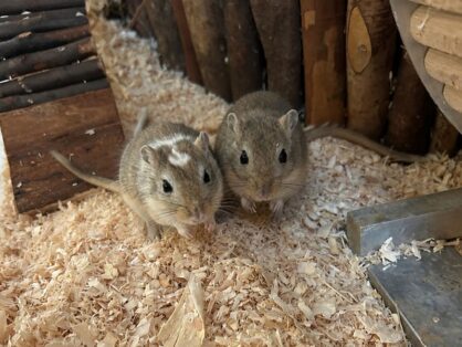 Gerbil's Baguette & Croissant, Gerbil, beide männlich unkastriert, ca. Januar 2026 - suchen gemeinsam ein neues Zuhause in einem grossen und gut strukturierten Gehege