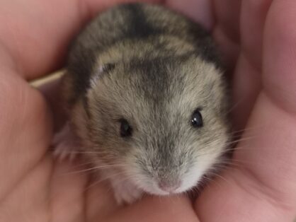 Peter, dsungarischer Zwerghamster, ca. 3.9.2026, männlich - Peter sucht ein neues Zuhause in einem grossen und gut strukurierten Gehege. Er und seine Geschwister bleiben noch bis sie 8 Wochen alt sind, bei uns und sind dann ab dem 29.10.2026 auszugsbereit.