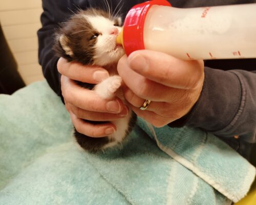 Katzenbabies, alle Jahre wieder