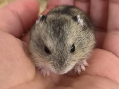 Susan, dsungarischer Zwerghamster, ca. 3.9.2026, weiblich - Susan sucht ein neues Zuhause in einem grossen und gut strukurierten Gehege. Sie und seine Geschwister bleiben noch bis sie 8 Wochen alt sind, bei uns und sind dann ab dem 29.10.2026 auszugsbereit.