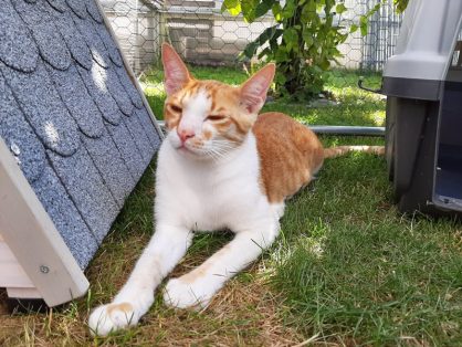 Arny - sucht Zuhause mit Freigang