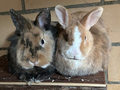 Snooze, männlich kastriert, geboren am 7.10.2024 & Bailey, weiblich, geboren am 1.10.2024, suchen ein neues grosses Zuhasue in der Innenhaltung