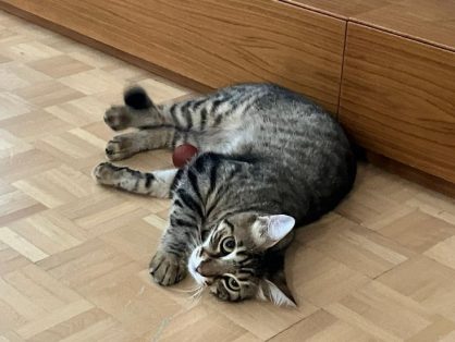 Sansli - sucht neues Zuhause