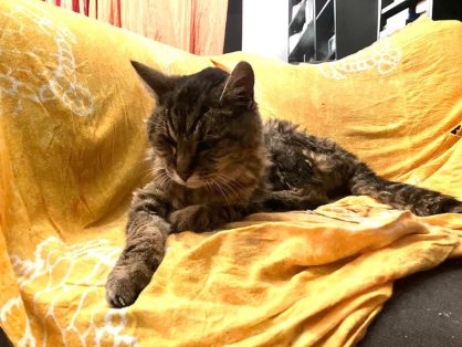 Chiqui - liebe Seniorin sucht Lebesplatz