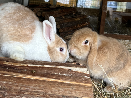Hildi, weiblich, geboren im April 2021 & Milo, männlich kastriert, geboren am 1.10.2024, suchen gemeinsam ein grosses Zuhause in der Innenhaltung