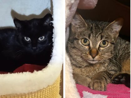 Mara & Sam - suchen verständnisvolle Leute