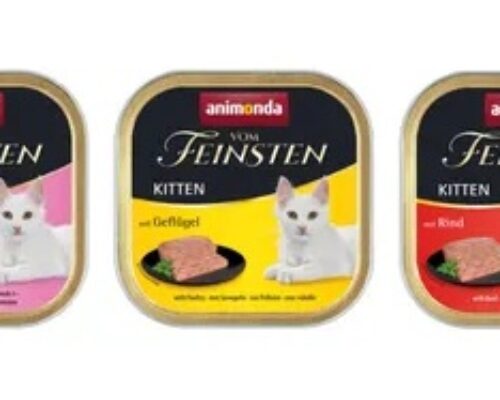 Unsere Kitten fressen uns die Haare vom Kopf
