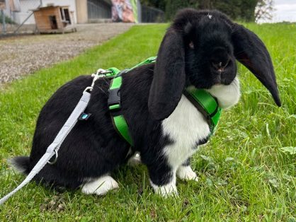 Lola, weiblich, Alter: ca. 2021, sucht ein Zuhause in einem grossen Aussengehege bei einem männlichen Artgenossen. (Lola ist sehr dominant und versteht sich nicht mit anderen Weibchen)
