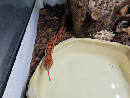 Olgo (Kornnatter), männlich, 17 Jahre alt - sucht ein Zuhause in einem grossen, gut strukturierten Terrarium