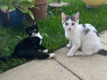 Gaby & Champ - handicapiertes Duo sucht liebevolles Zuhause