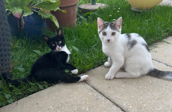 Gaby & Champ - handicapiertes Duo sucht liebevolles Zuhause