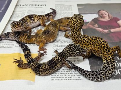 Unsere 4 Leopardgeckos - sind reserviert