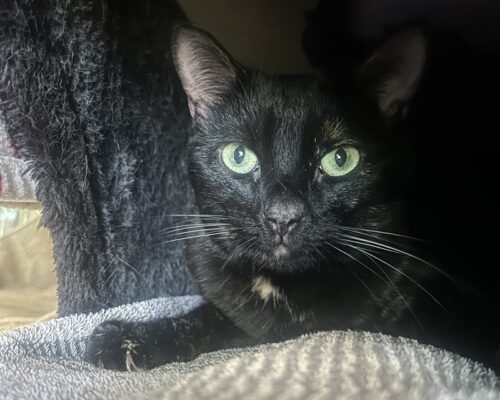 Freya – liebenswertes Sensibelchen sucht ruhiges Zuhause