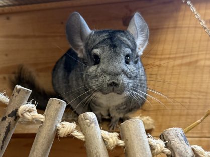 Chinchilla 