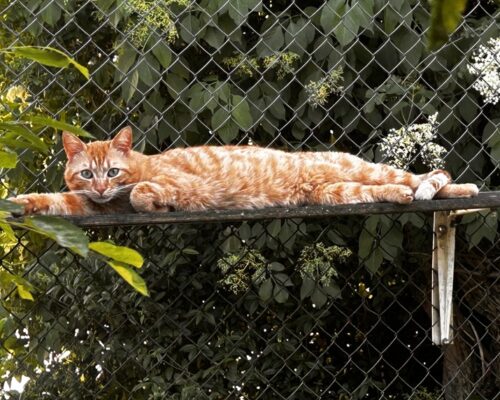 Duke sucht gaaanz dringend ein liebevolles Zuhause, am liebsten bei einem Katzengspändli