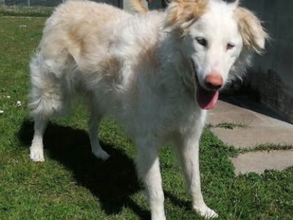 Amira - sucht verständnisvolle Menschen