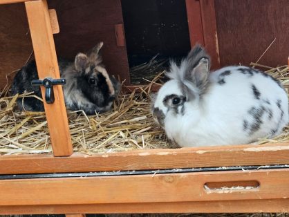 Mimi, weiblich, Alter: 4j und Bugs Bunny, männlich kastrtiert, Alter unbekannt, ca. 3-4j - suchen zusammen ein Zuhause in einem grossen gut strukturierten Gehege
