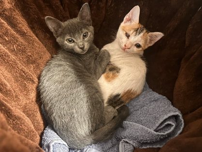 Hope & Dillon - unsere Herzenskatzen 